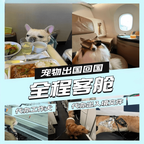 齐齐哈尔市宠物托运到白俄罗斯宠物入境规定和要求