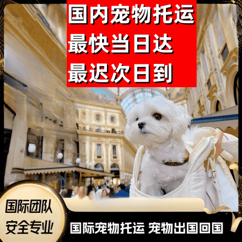 齐齐哈尔市到澳大利亚（澳洲）宠物入境规定和要求